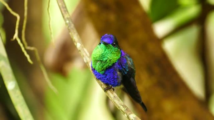 明亮美丽的紫色和绿色蜂鸟栖息在树枝上