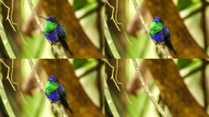 明亮美丽的紫色和绿色蜂鸟栖息在树枝上