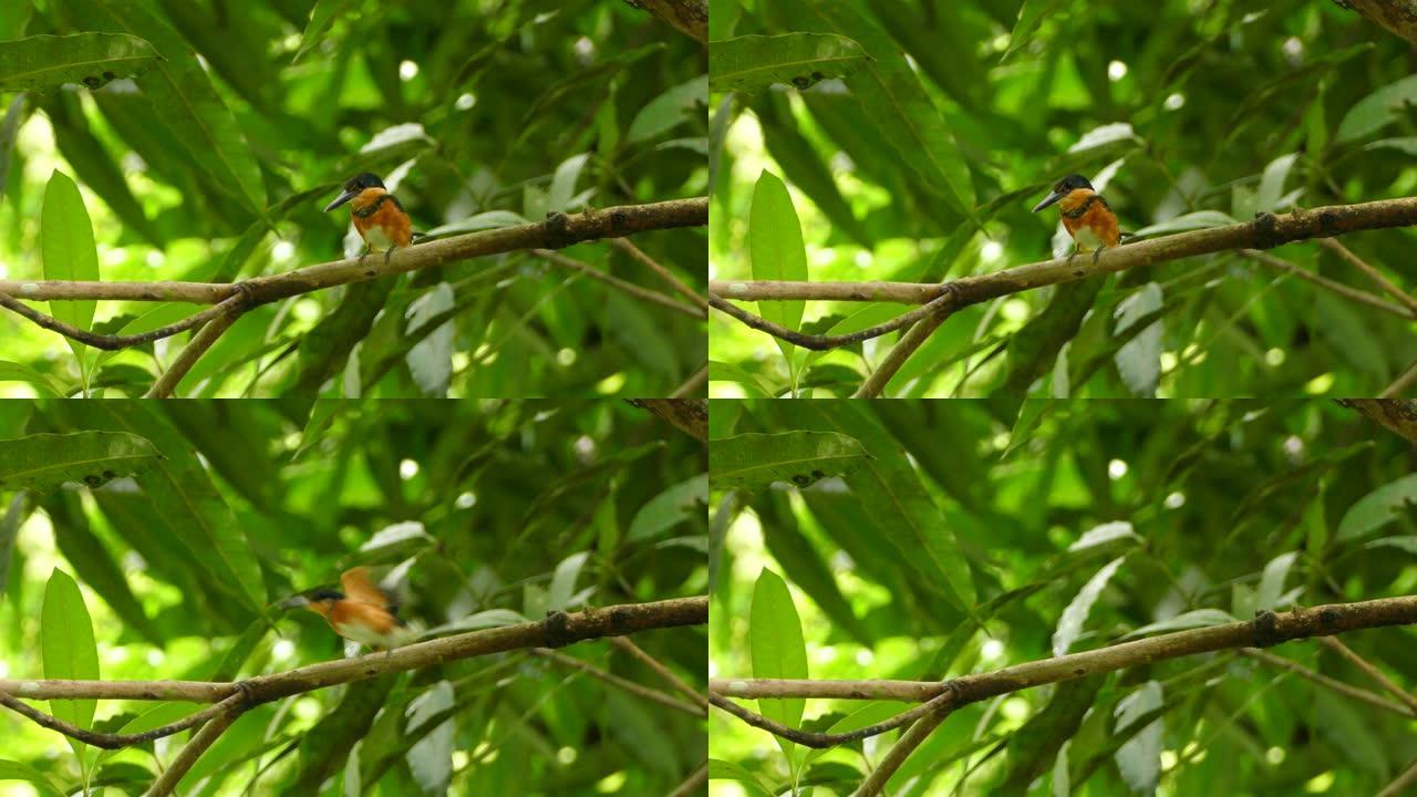 小型美国侏儒翠鸟从野外的树枝上起飞