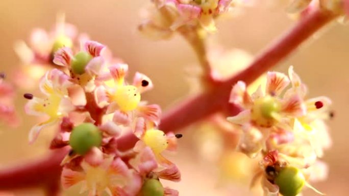 芒果花特写花蕊花瓣小花