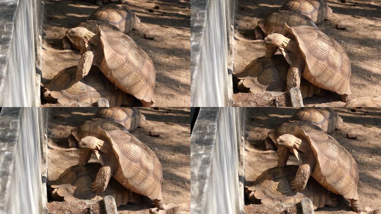 动物园里海龟的镜头