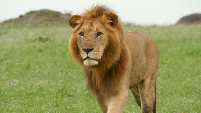 雄狮在马赛马拉 (Masai Mara) 广阔的土地上种下了它的猎物