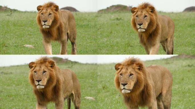 雄狮在马赛马拉 (Masai Mara) 广阔的土地上种下了它的猎物