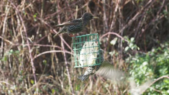 普通八哥 (Sturnus vulgaris) 争夺食物