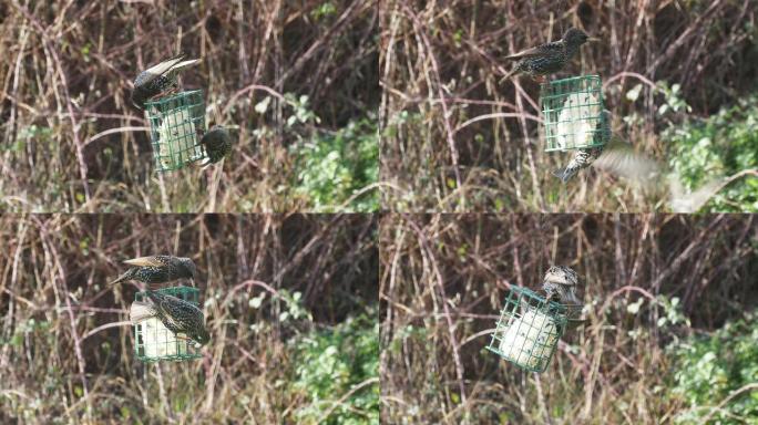 普通八哥 (Sturnus vulgaris) 争夺食物