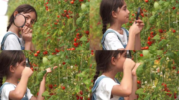 年轻女孩在oganic农场使用放大镜检查西红柿，转基因食品，生物食品，另类ifestyle概念