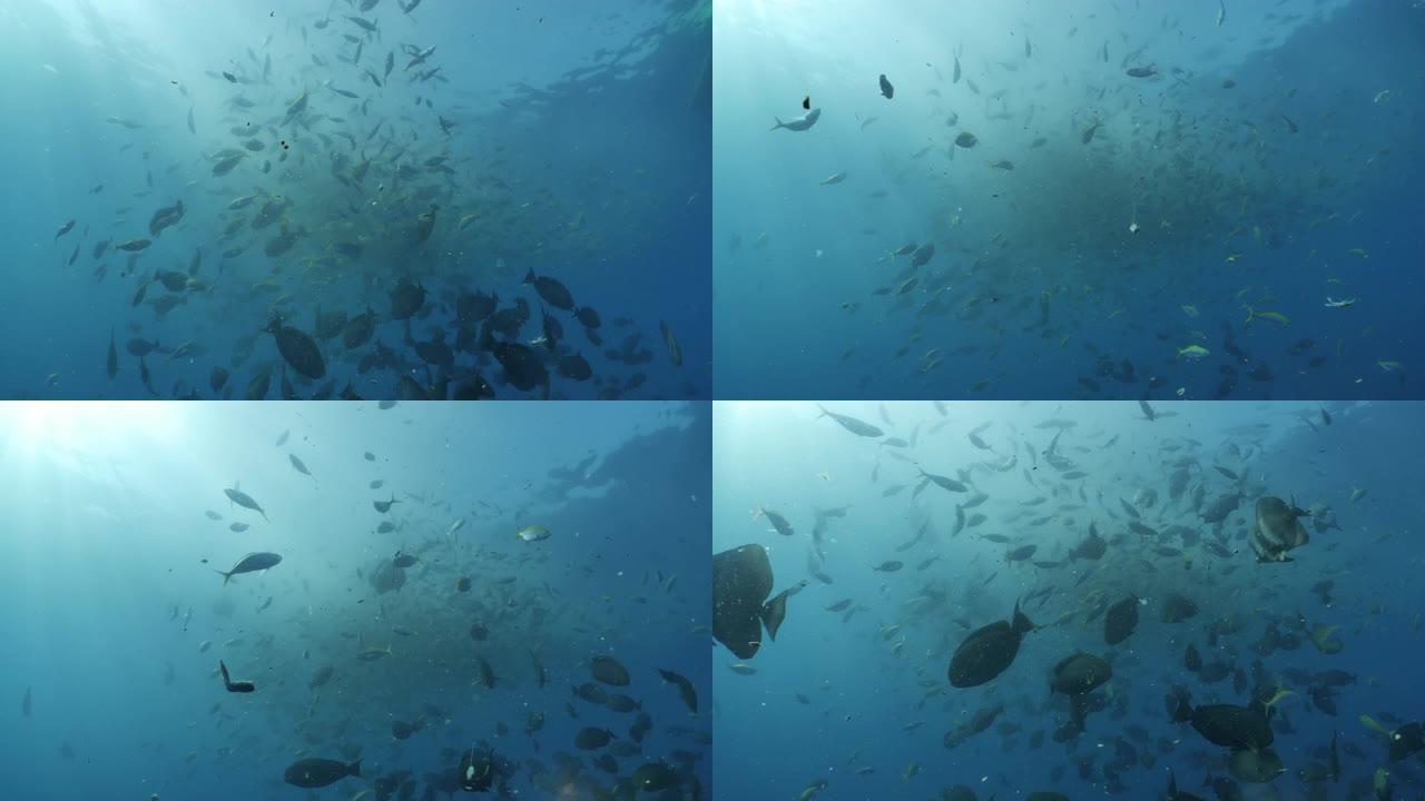 马尔代夫在深海觅食的珊瑚鱼学校