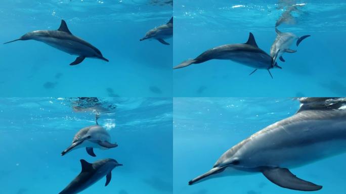 海豚交流相互接触。野生动物中的动物交流。旋转海豚 (Stenella longirostris)，水