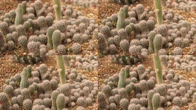 沙漠花园中的仙人掌，4K