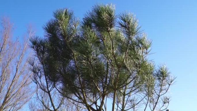 意大利石松树的特写镜头，来自地中海地区的热带树种