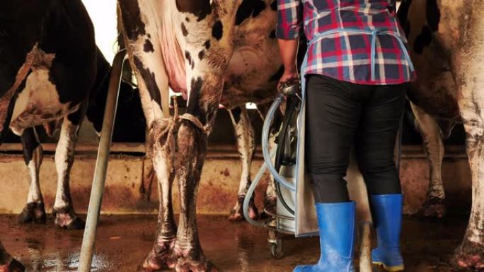 农夫在农场用挤奶机挤奶。职业农业，农民。真正的牛奶农场亚洲泰国。挤奶管理程序