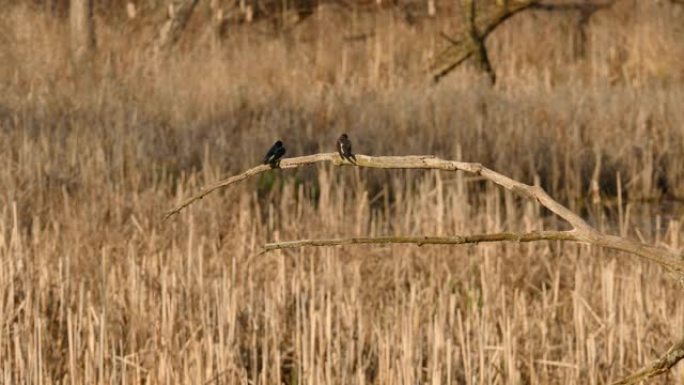 两只像鸟一样的鸟栖息在模糊的沼泽地背景上的同一分支上