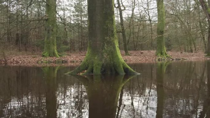 Veluwe自然保护区大雨过后，满溢的Leuvenum forest creek