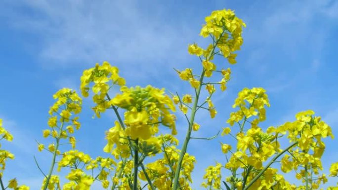 油菜花油菜花特写油菜花田