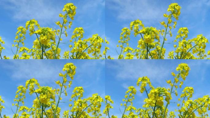 油菜花油菜花特写油菜花田