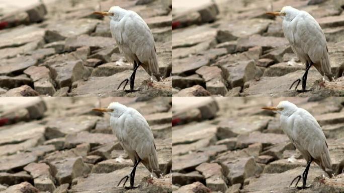 白鹭鸟坐在石头上白鹭鸟
