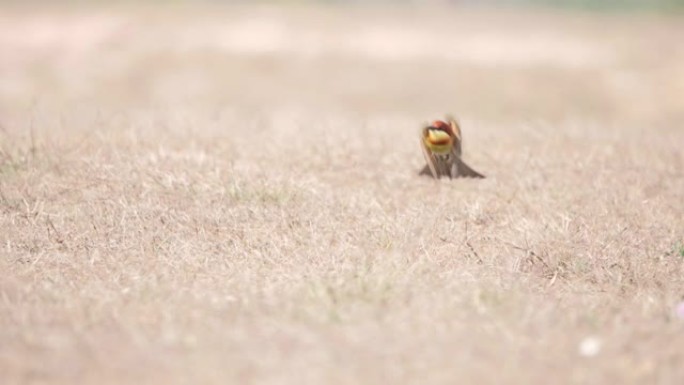 美丽的鸟栗子头蜂食者 (Merops leschenaulti) 在泰国亚洲草地上。慢动作