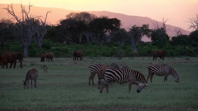 肯尼亚安博塞利国家公园的漫游斑马群