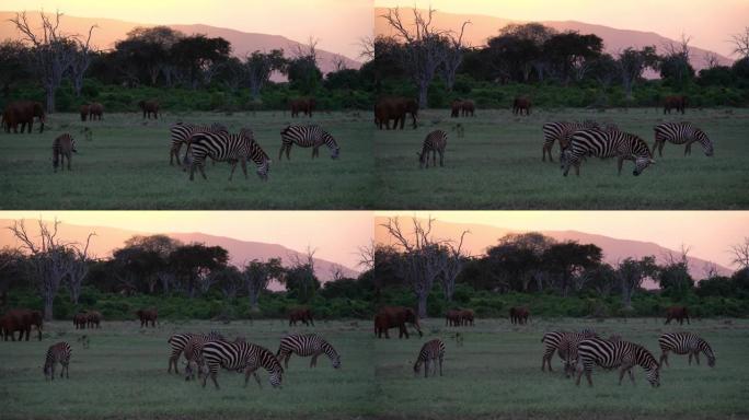 肯尼亚安博塞利国家公园的漫游斑马群