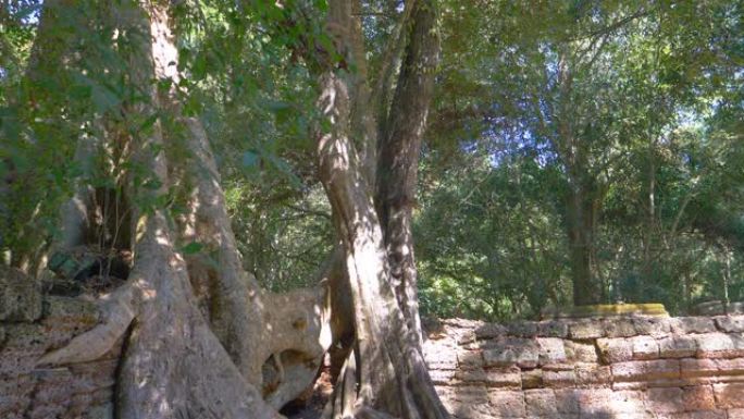 柬埔寨暹粒吴哥窟建筑群塔普伦寺老树和石岩遗址的景观。