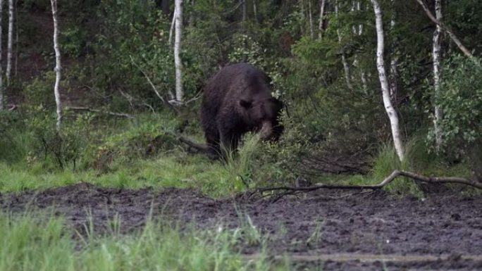 野熊在森林中行走黑熊