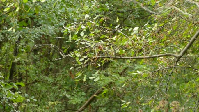在茂密的落叶林中生长的非常快的小鸟叫果树回家