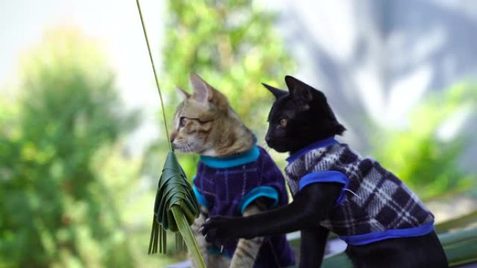 两只可爱的小猫在冬天的花园里玩耍编织棕榈叶
