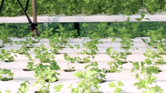 4k小芹菜植物生长在白色种植台上，水培芹菜，蔬菜园艺行业，蔬菜供应商，酸碱度氧氮，肥料，绿色小叶，相