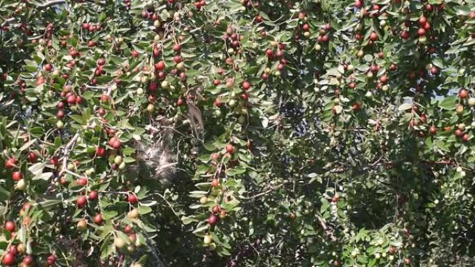 从树上新鲜的枣果实或猴子苹果Ziziphus mauritiana有机水果