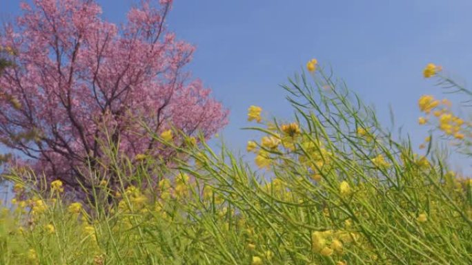 油菜花和樱花在风中摇曳