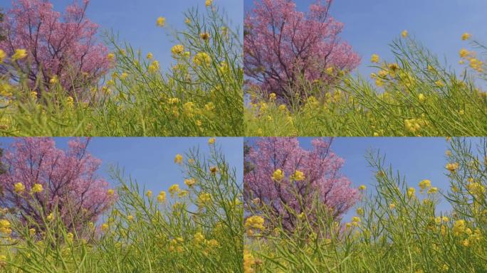 油菜花和樱花在风中摇曳