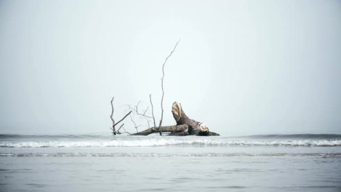 光谱海岸雾湾树干波4k浅海景背景