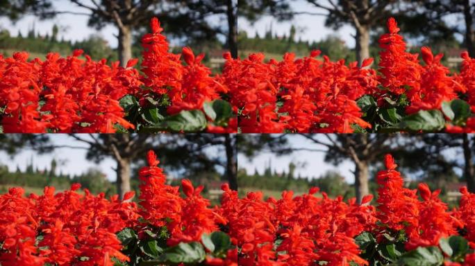 丹参辉煌。一片红花。有红色花朵的花坛。红色天鹅绒花。植物。园林绿化。特写