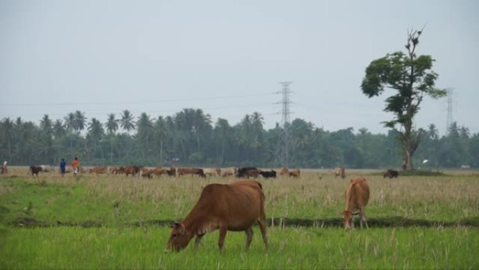 长枪棕色的母牛在田野里吃草