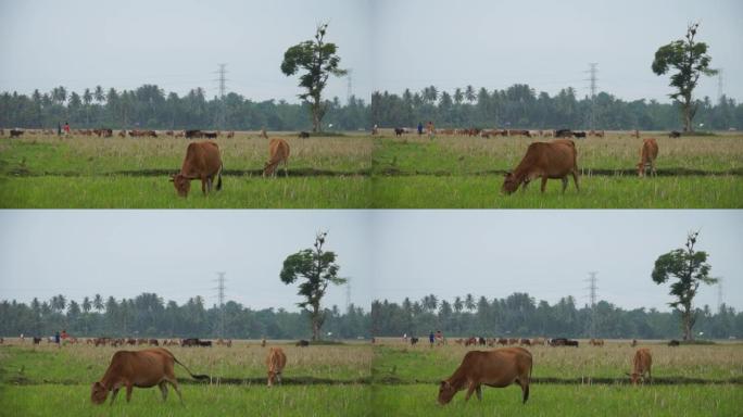 长枪棕色的母牛在田野里吃草