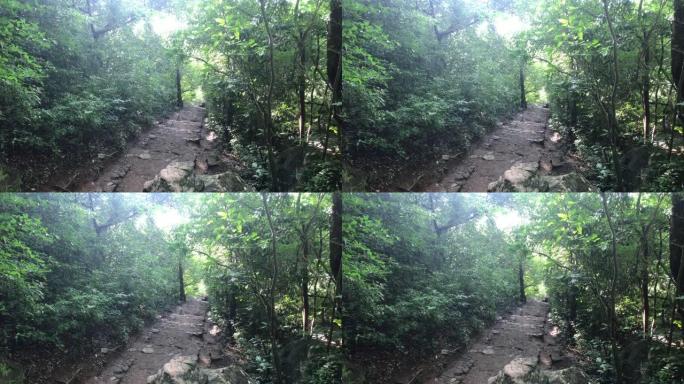 斯里兰卡锡吉里亚，白天的雨林