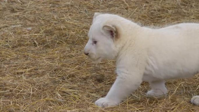可爱的白狮幼崽在干草上行走