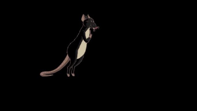 黑老鼠站起来嗅一些动画阿尔法哑光