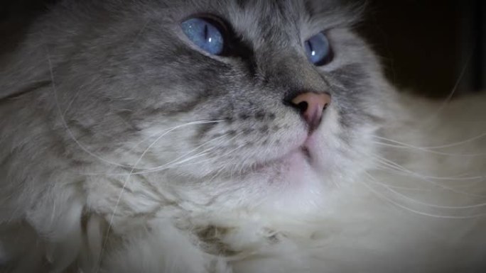 野蛮的可怕，自鸣得意的西伯利亚颜色点猫