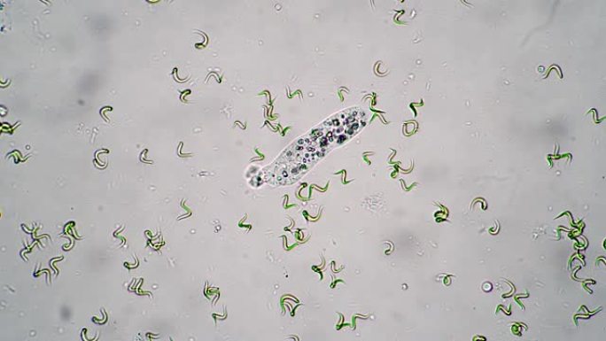变形虫的微观世界在藻类特写镜头中在水中移动