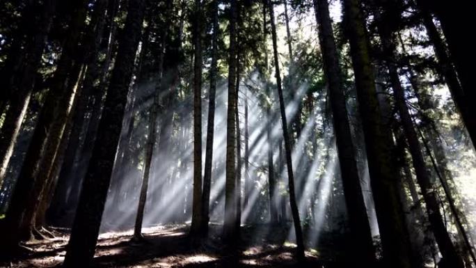 森林里有雾的早晨素材晨曦树影景色生机幽静