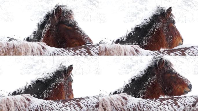 冬天的马