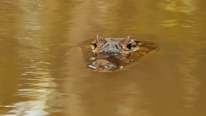 鳄鱼头前部在水中停留的面部视图