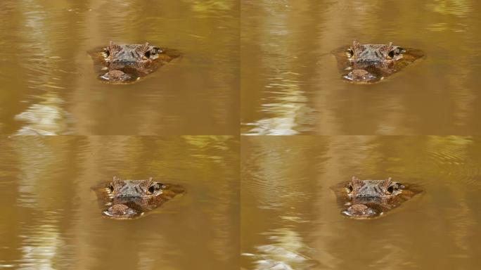 鳄鱼头前部在水中停留的面部视图