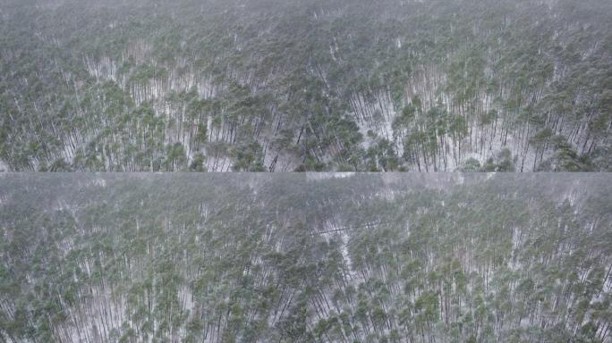 空中无人机镜头在积雪覆盖的冷杉森林上方飞行。环境保护主题。冬季的自然荒野。