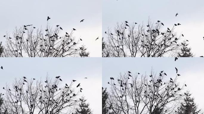 一群黑鸟坐在树上野生动物保护生物生态飞翔