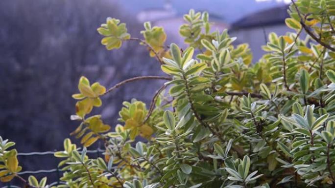 我阳台上的植物和烟囱冒出的烟