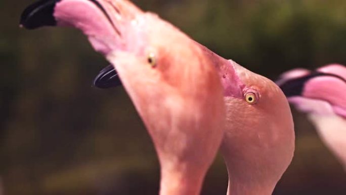 火烈鸟头的宏观细节 (拉丁名Phoenicopterus roseus)。粉红鸟正在用大喙旋转它的头