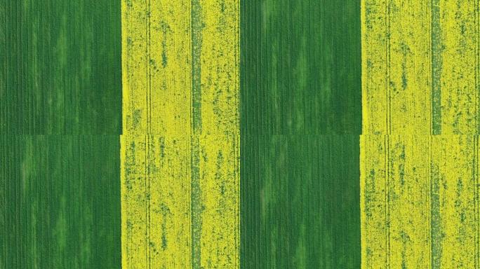 半绿色和黄色开花的油菜和成熟小麦的空中田间