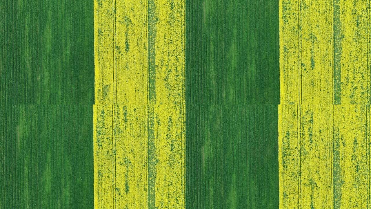 半绿色和黄色开花的油菜和成熟小麦的空中田间